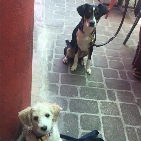 Meet your posher - Picture 3 of 4